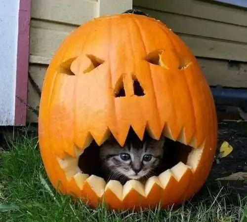 haft kedi (1).webp