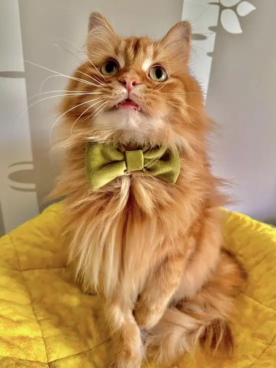 haft kedi (1).webp