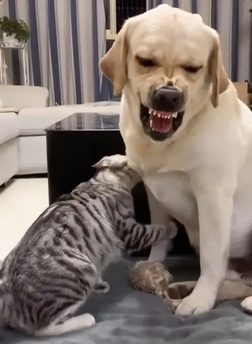 haft kedi (10).webp
