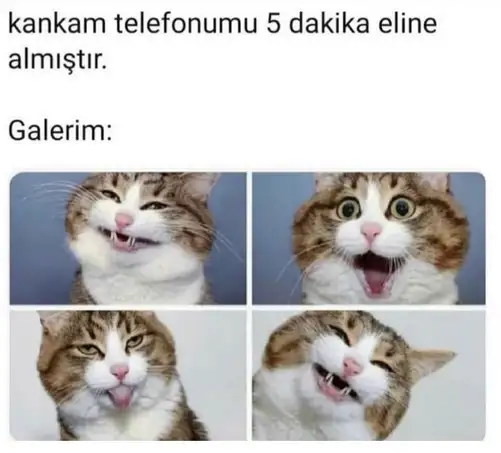 haft kedi (12).webp