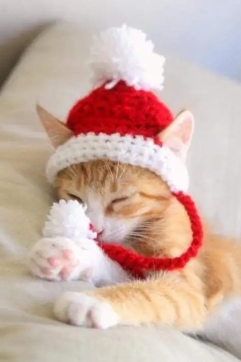 haft kedi (16).webp