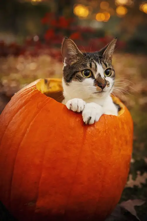 haft kedi (2).webp