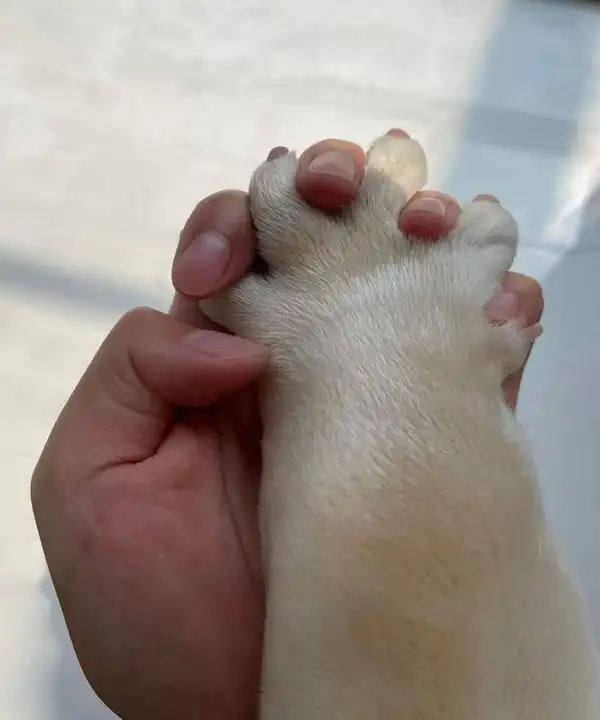haft kedi (3).webp