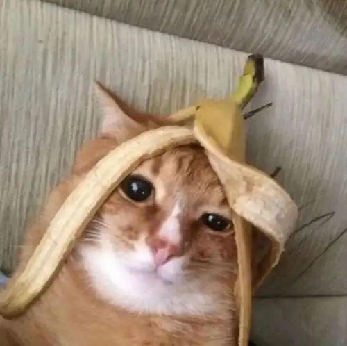 haft kedi (4).webp