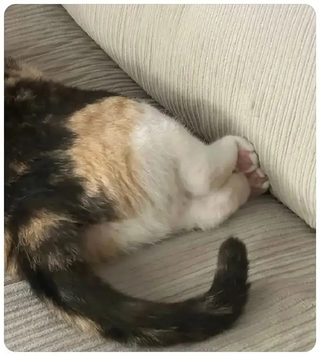 haft kedi (5).webp