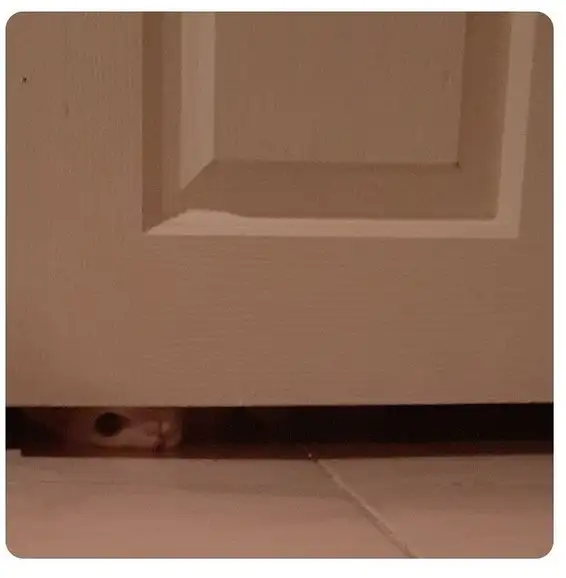 haft kedi (6).webp
