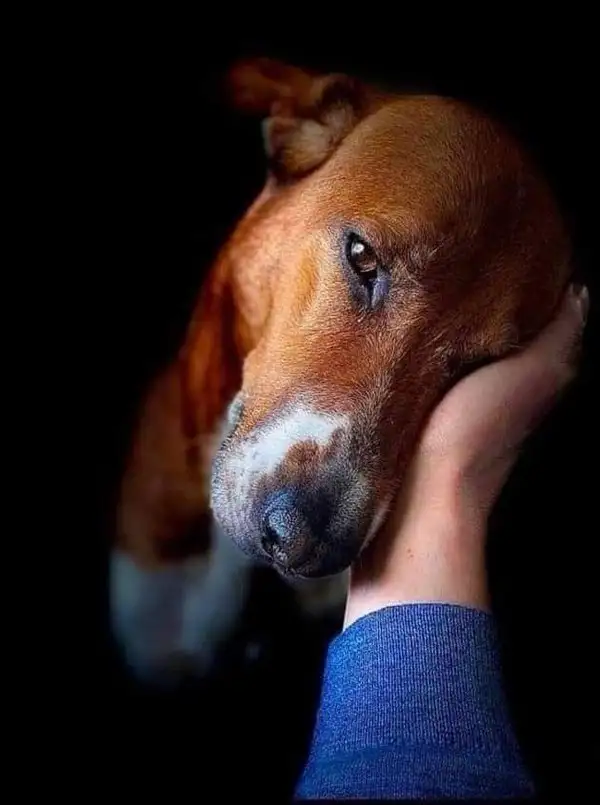 haft köpek (1).webp