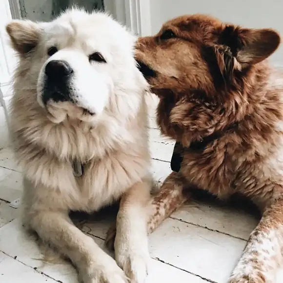 haft köpek (10).webp