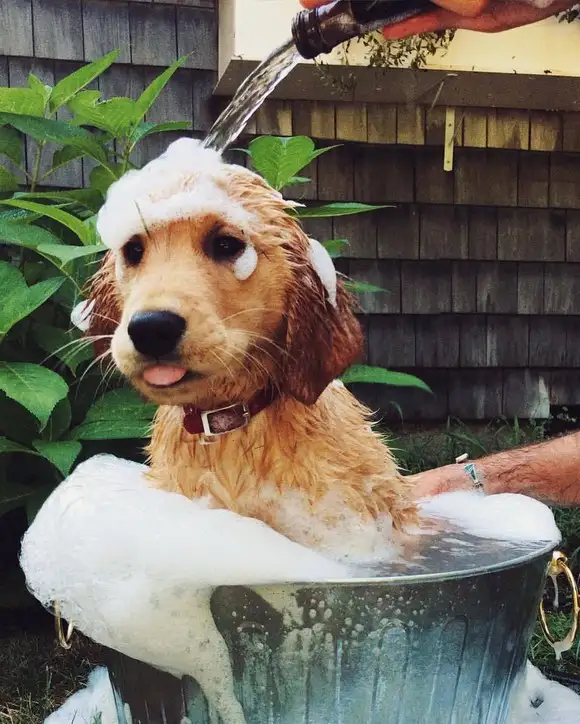 haft köpek (2).webp
