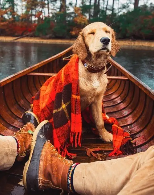 haft köpek (3).webp