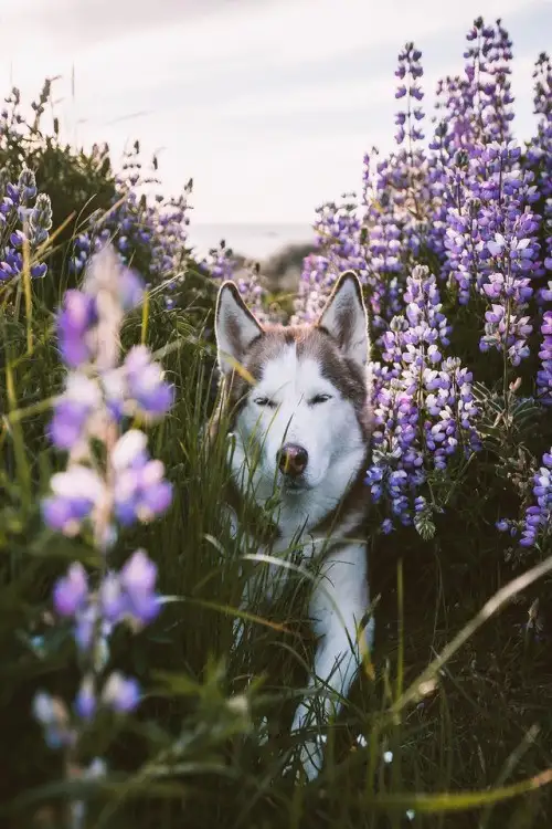 haft köpek (4).webp