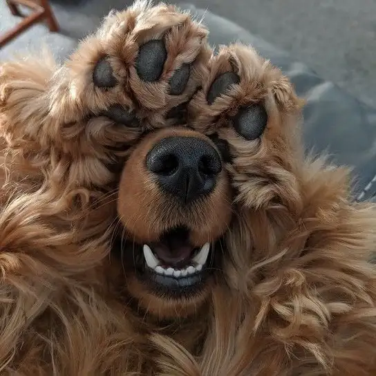 haft köpek (6).webp