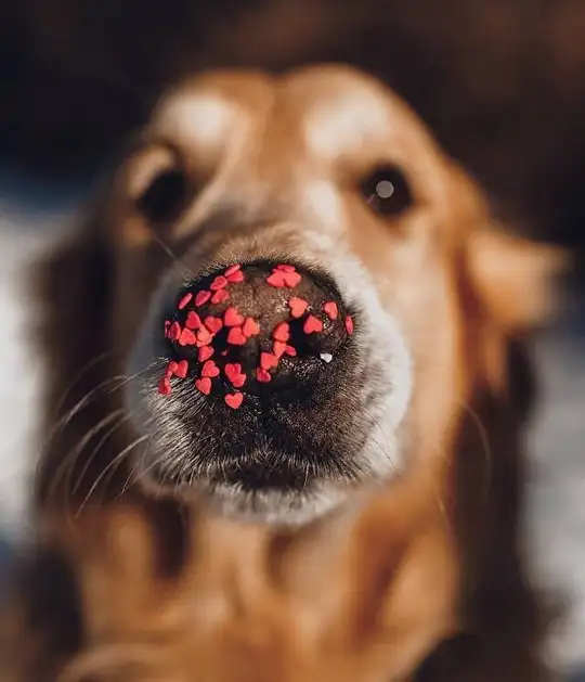 haft köpek (7).webp