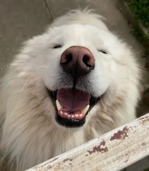 haft köpek (8).webp