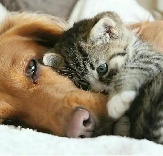 haft köpek (9).webp