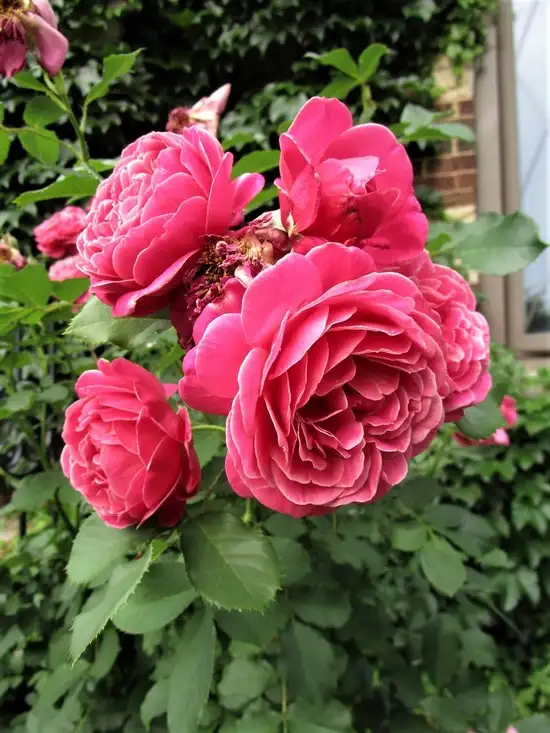 haft1 (1).webp