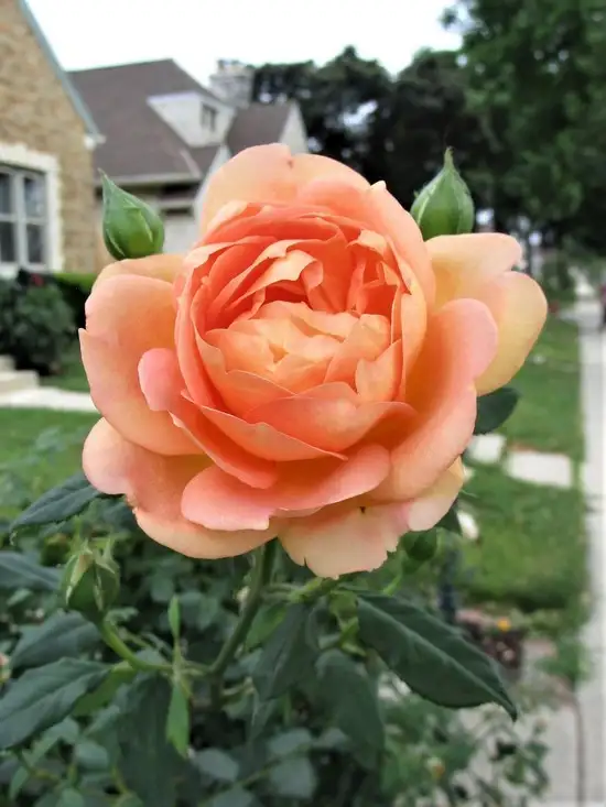 haft1 (3).webp