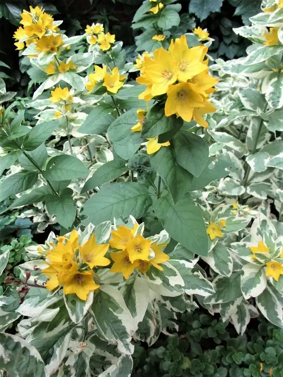 haft1 (5).webp