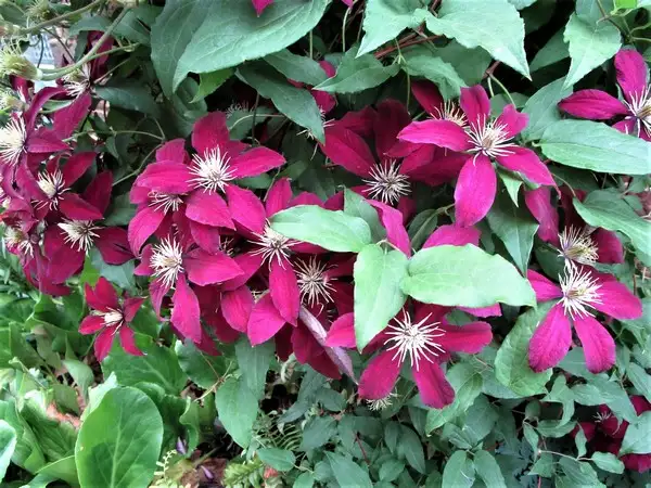 haft1 (6).webp