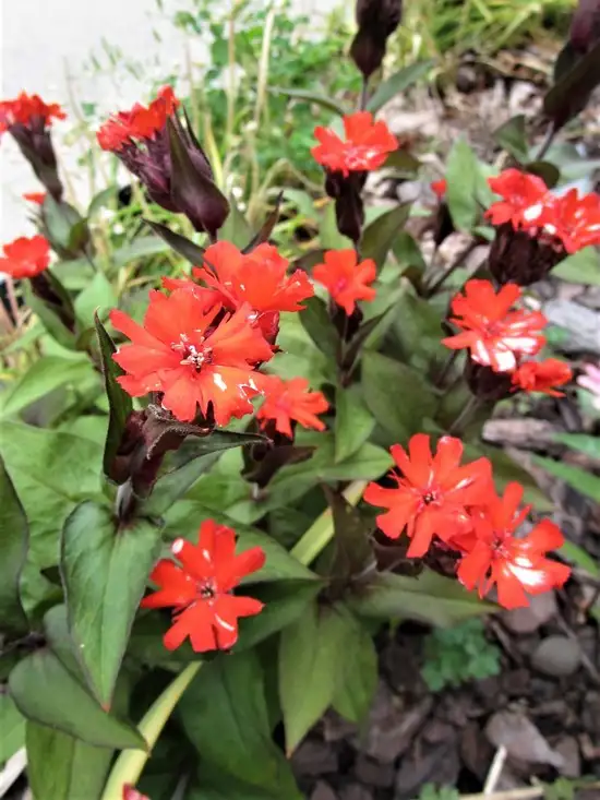 haft1 (7).webp