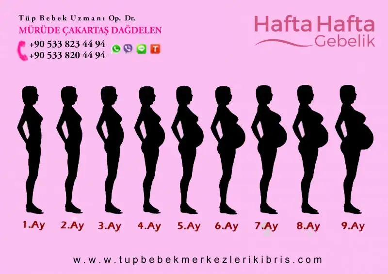 hafta hafta gebelik 1.webp
