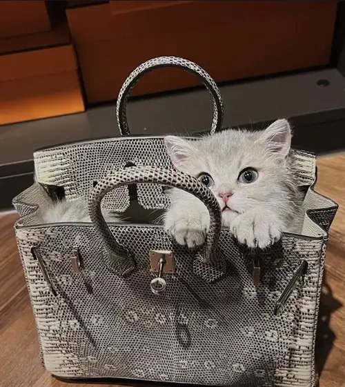 haftalı kkedi (1).webp