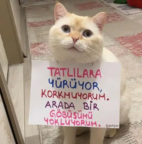 haftalı kkedi (2).webp