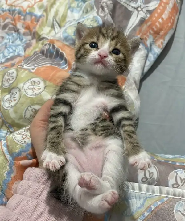 haftalı kkedi (3).webp