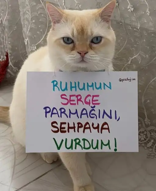 haftalı kkedi (5).webp