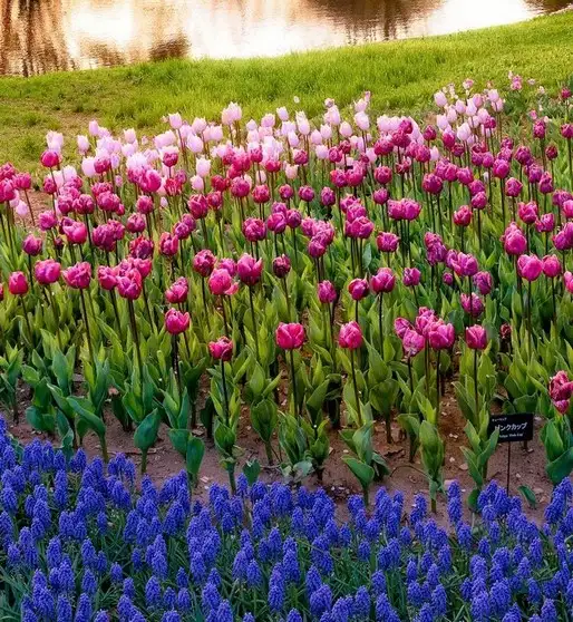 haftalık (2).webp