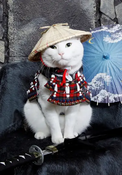 haftalık animal (9).webp
