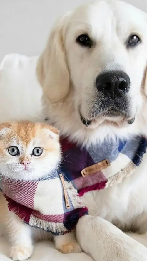 haftalık catdog (2).webp