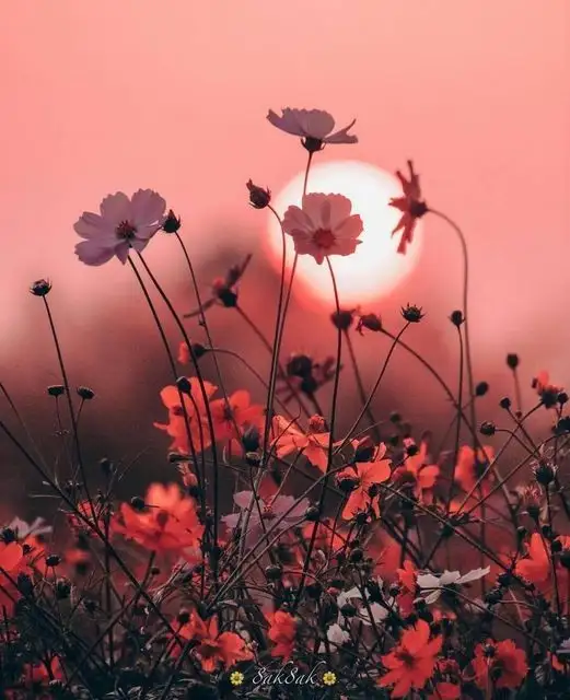 haftalık çiç (23).webp