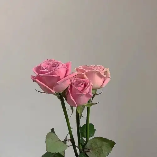 haftalık çiçek (1).webp