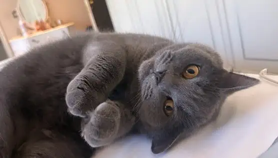 haftalık hayvan fotileri (16).webp