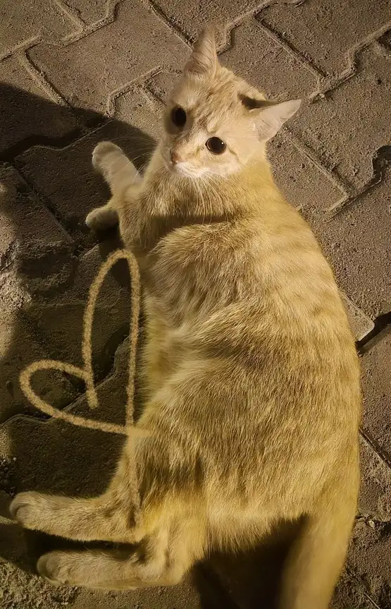 haftalık hayvan fotileri (19).webp