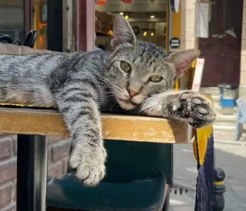 haftalık hayvan fotileri (24).webp