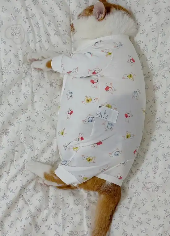 haftalık hayvan fotileri (28).webp