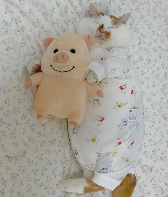 haftalık hayvan fotileri (29).webp