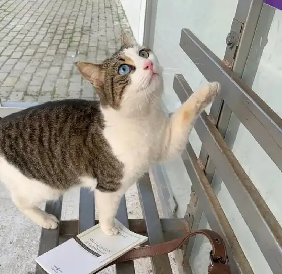 haftalık hayvan fotileri (36).webp