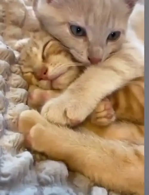 haftalık hayvan fotileri (39).webp