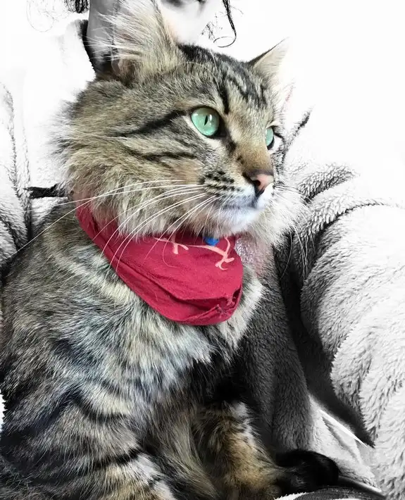haftalık hayvan fotileri (50).webp