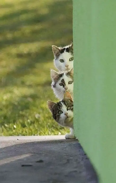 haftalık kedi (1).webp