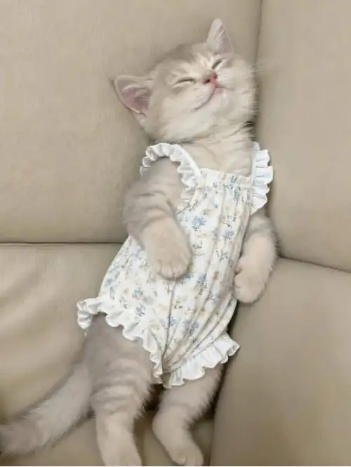 haftalık kedi (1).webp