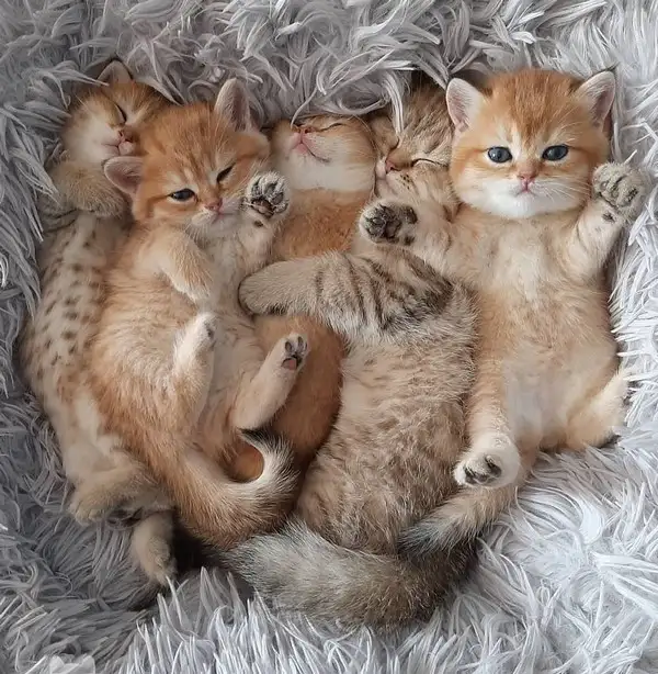 haftalık kedi (11).webp