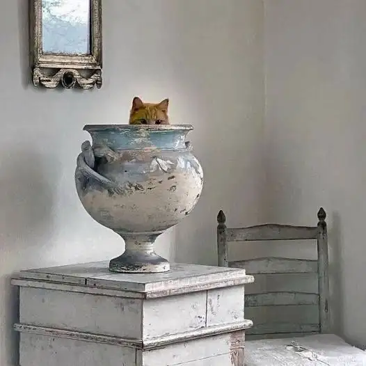 haftalık kedi (12).webp