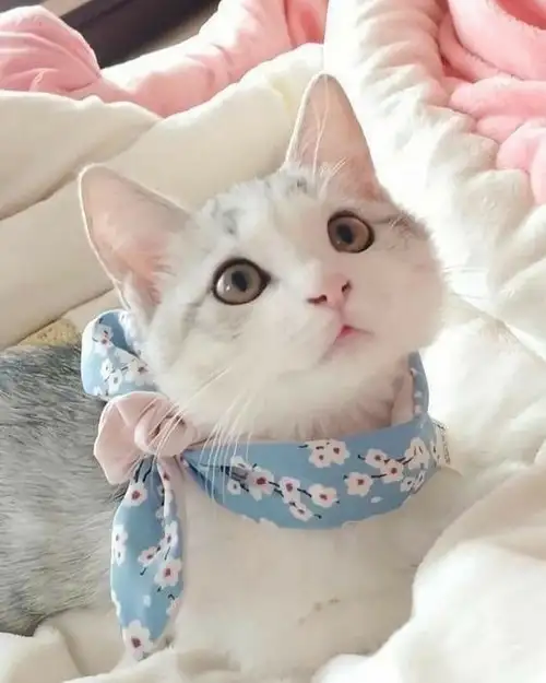 haftalık kedi (13).webp
