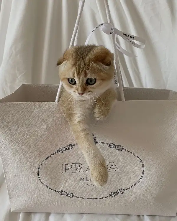 haftalık kedi (14).webp