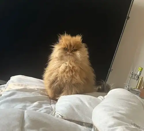 haftalık kedi (15).webp