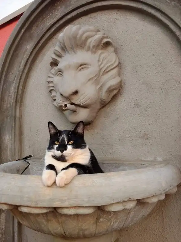 haftalık kedi (16).webp